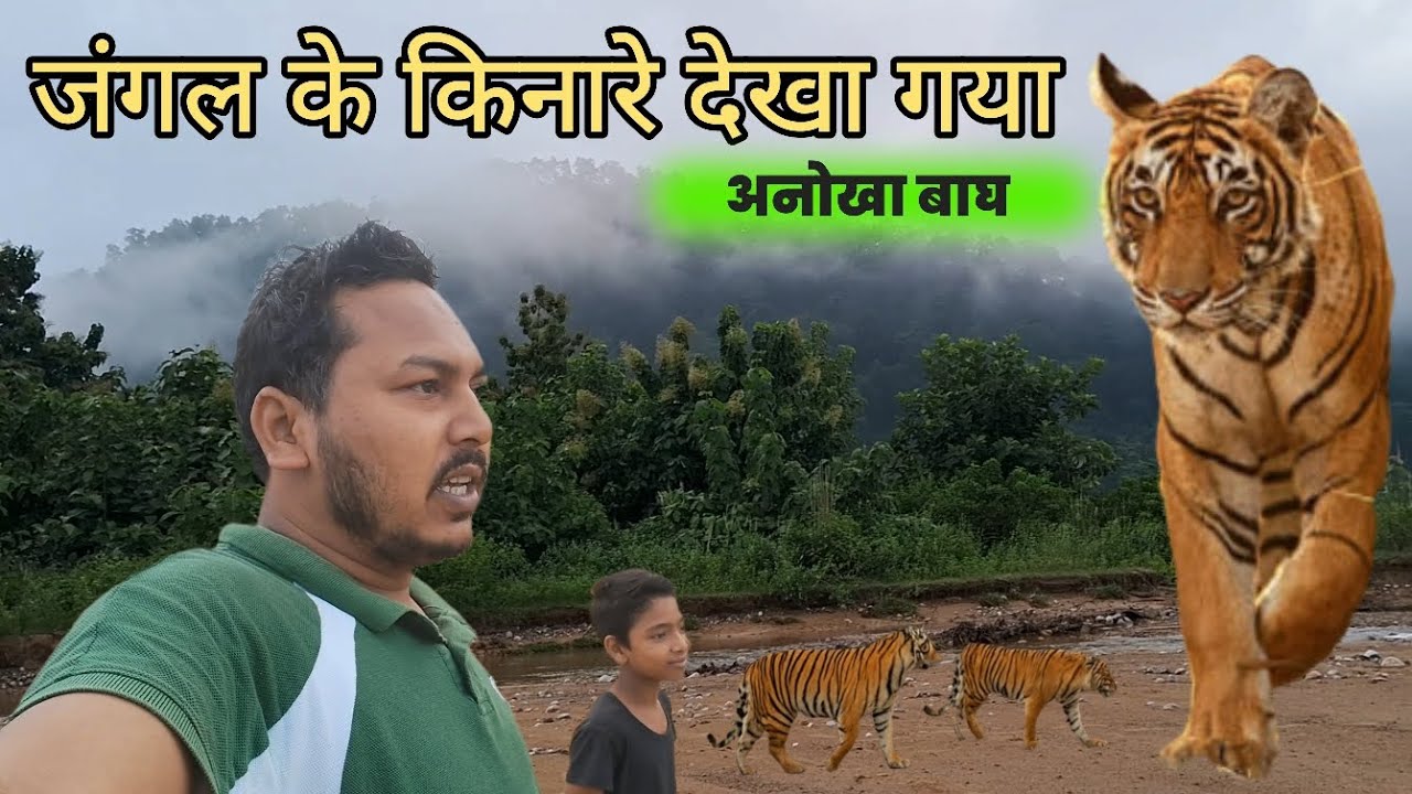 बाघ की खोज में जंगल की अनजान राहें | अचानक सामने आया बाघ 😱 | देखने वाले हैरान #jungal Tiger attack