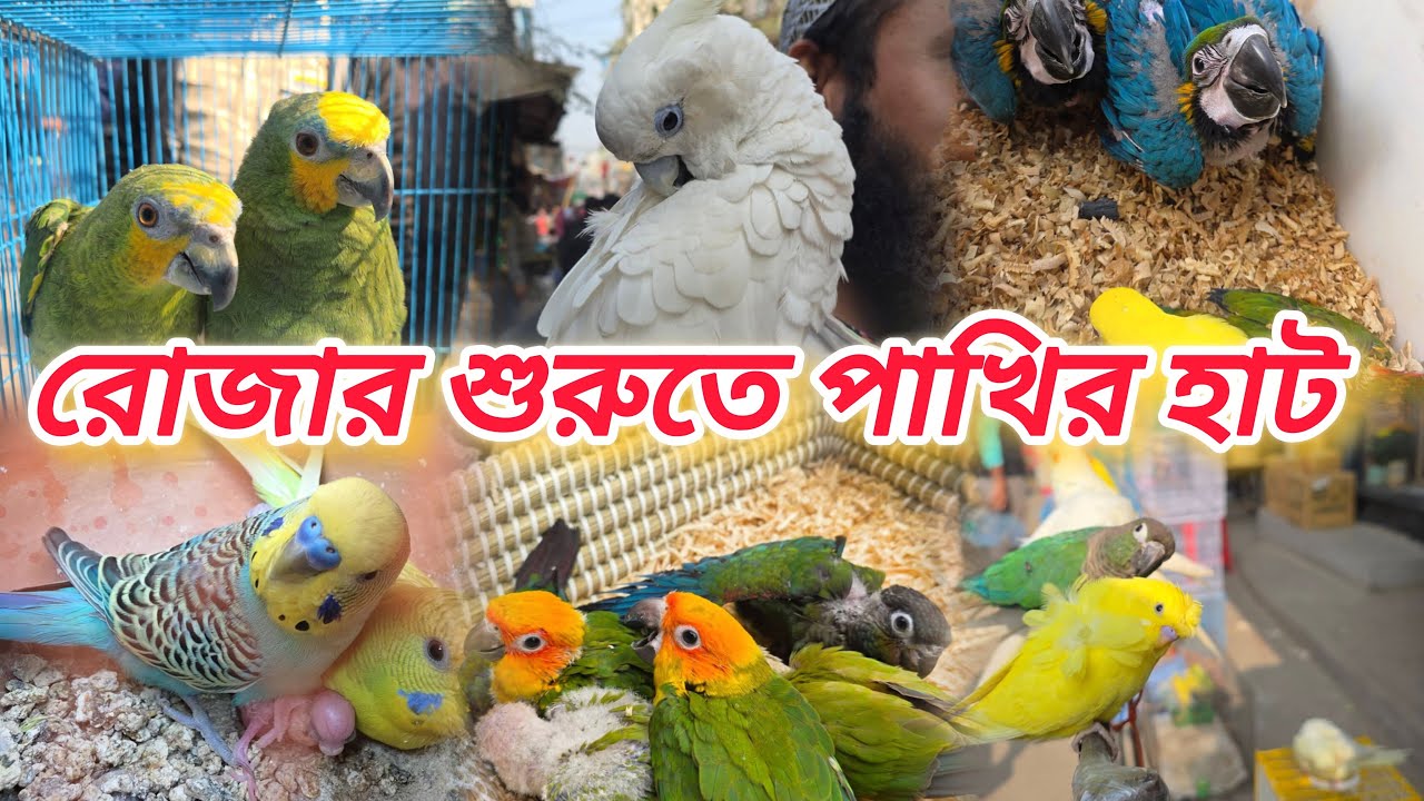 রোজা শুরুতে পাখির হাট থেকে সরাসরি #আজকের_পাখির_হাট