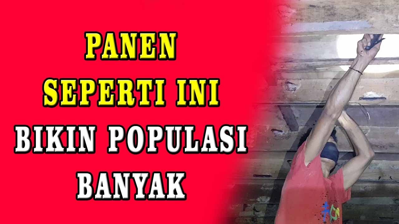 MAU SARANG WALET BERTAMBAH? BERIKUT CARA PANEN SARANG WALET YANG BENAR