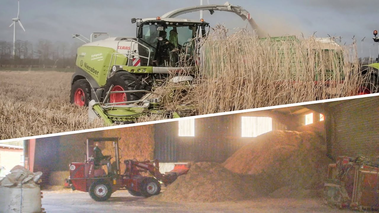 Lohnbetrieb Hilmar Thomßen | Miscanthus häckseln - CLAAS 960 Jaguar - INTERESSANTE Verwertung! | 4K