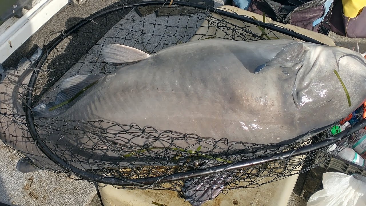The Catfish That BROKE MY NET!