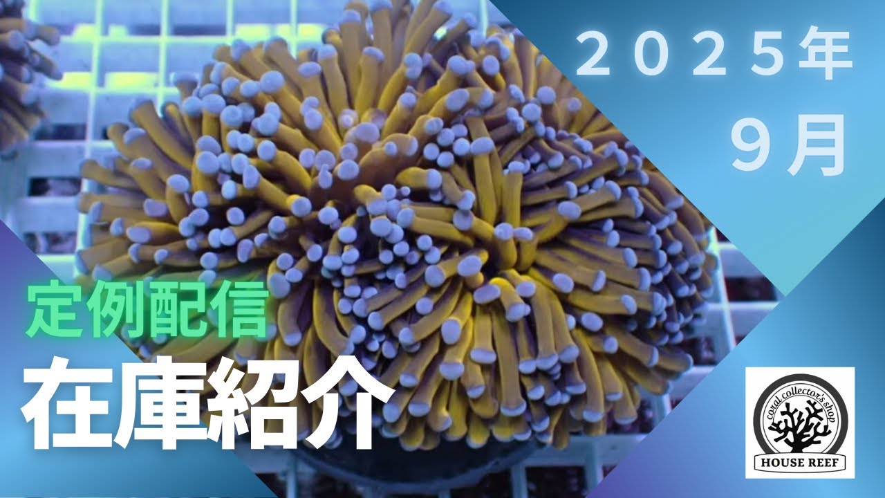 9月の在庫紹介