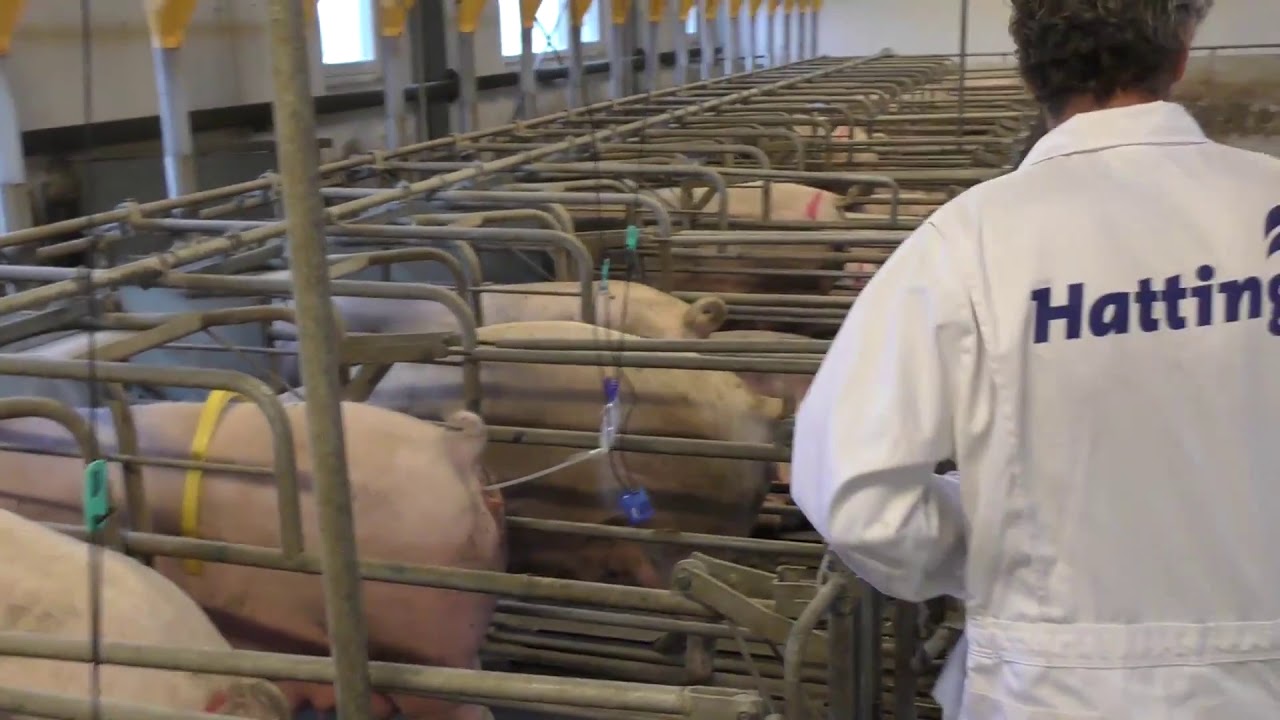 2 minutter pr  inseminering
