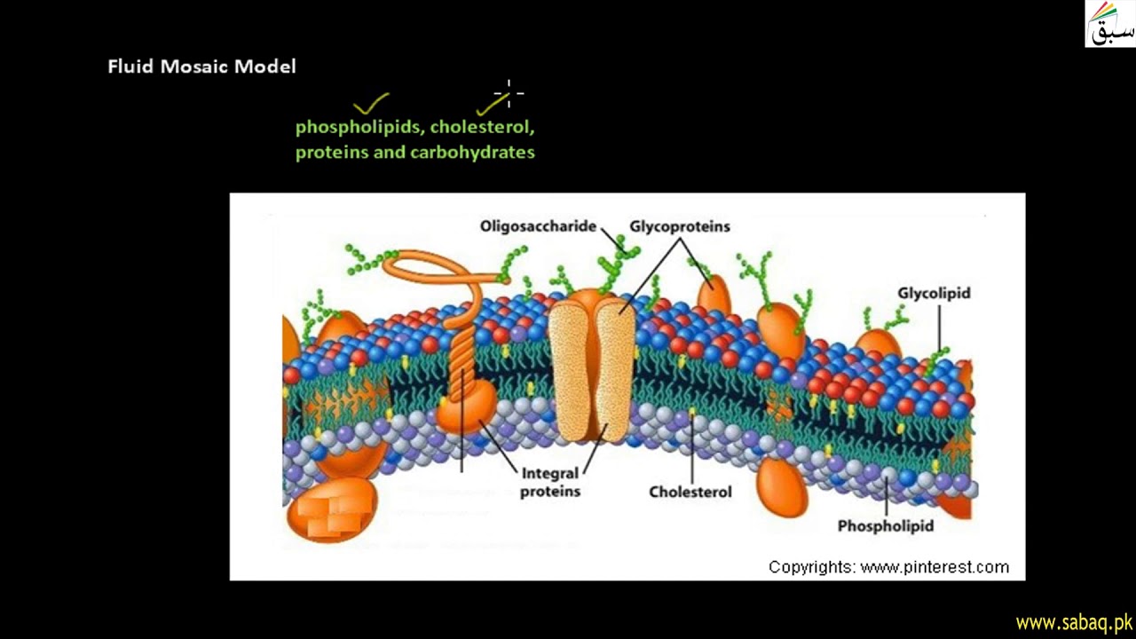 Cell Membrane, Biology Lecture | Sabaq.pk |