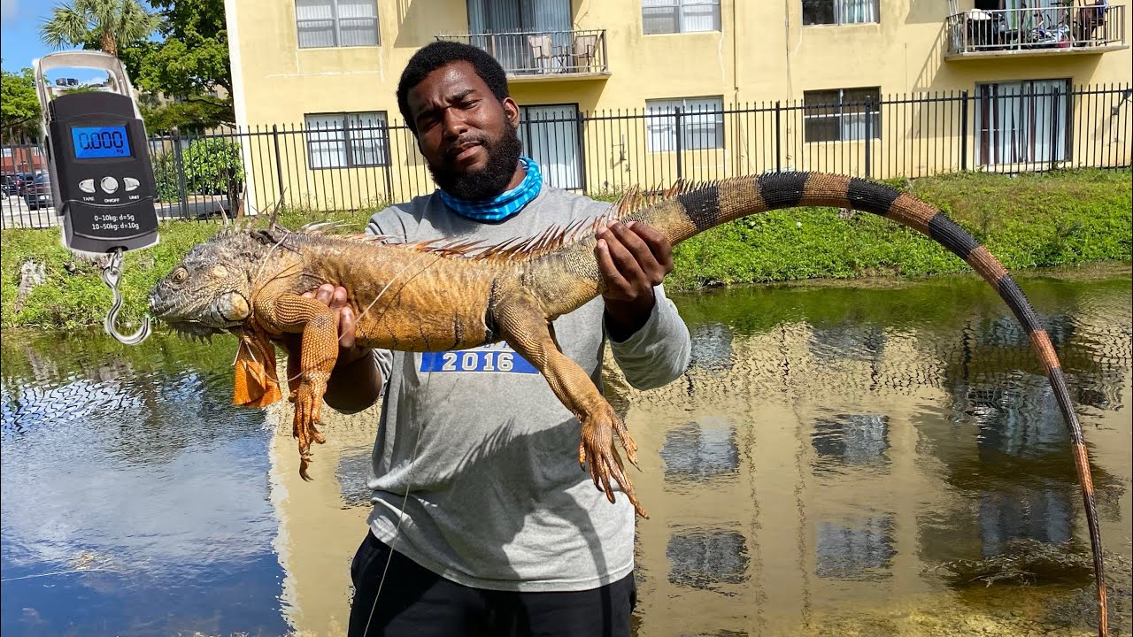 How Big Do iguanas Get? Catching GIANT IGUANAS and Weighing Them!