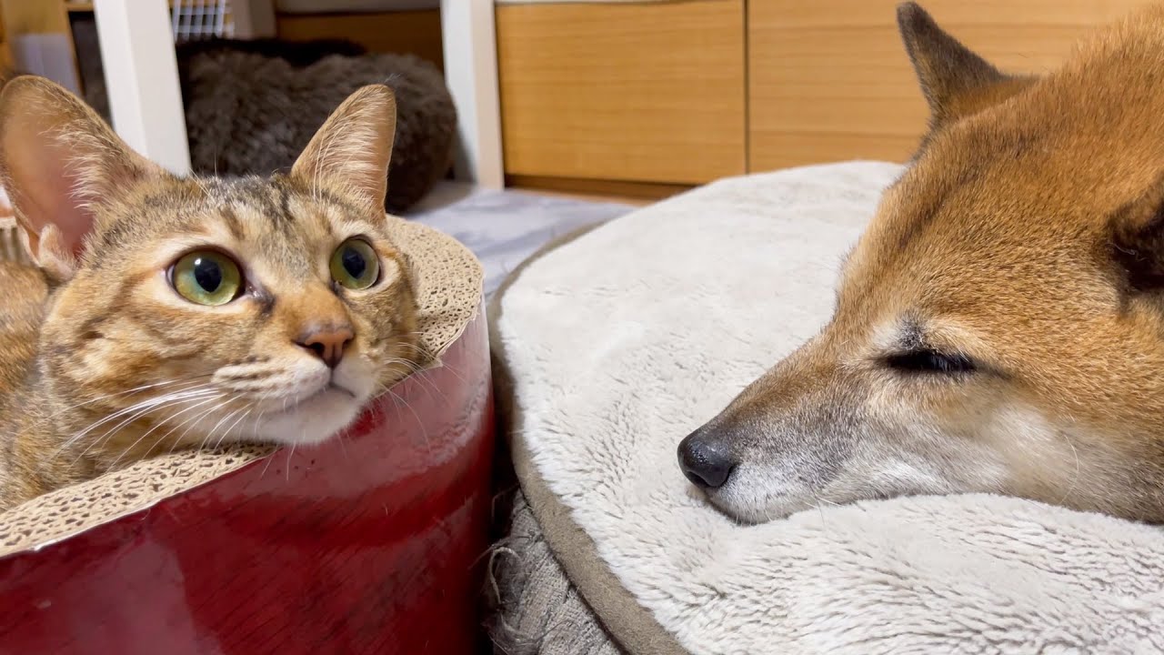 柴犬パパがカッコイイことを気付いた猫♥