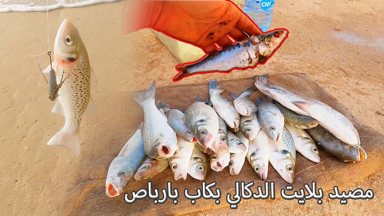 Playt Dokkali Cap Barbas - مصيد بلايت الدكالي بكاب بارباص