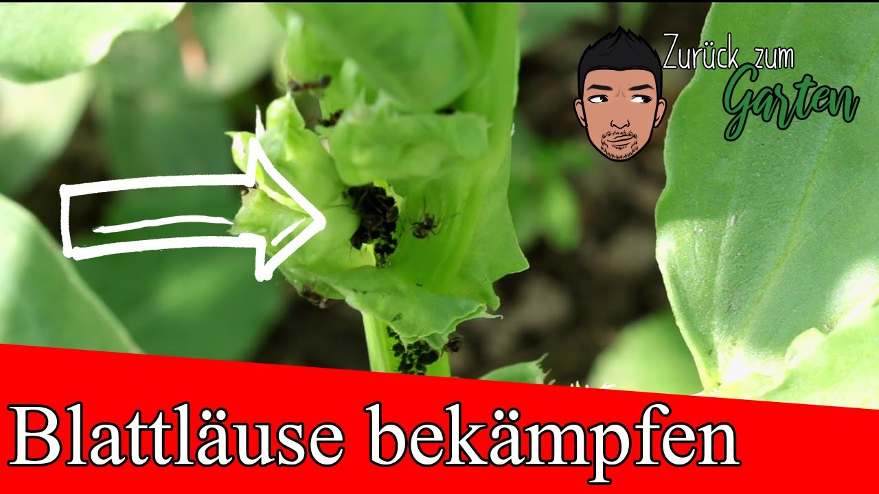 Blattläuse - Die 5 besten Bio Hausmittel