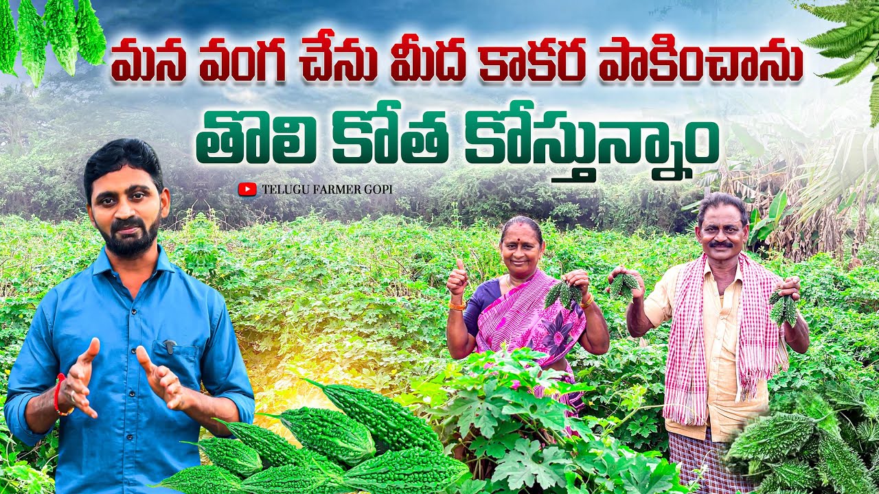 వంగచేను మీద కాకర పాకించాను ||  Vangachenu Meda Kakara Paakinchanu || @Telugu Farmer Gopi