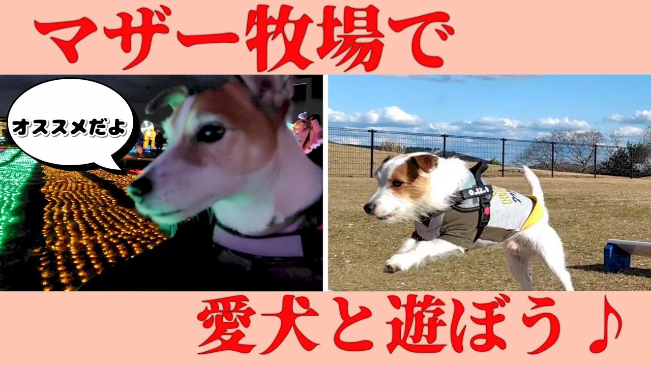 【イルミ＆ドッグラン】マザー牧場で愛犬と遊ぼう♪　＃ジャックラッセルテリア　＃マザー牧場