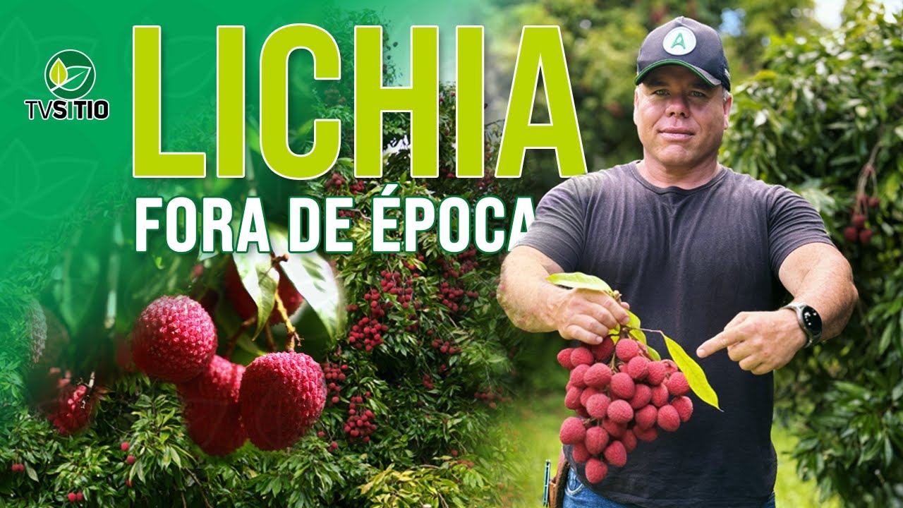 Como produzir lichia em fevereiro