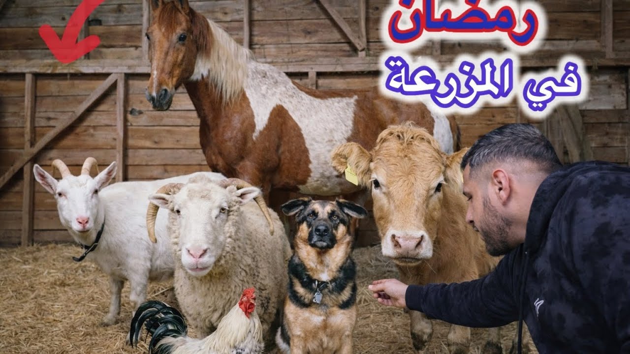 أول يوم رمضان… 🌙 في España 🇪🇸 🐐 دخلت المزرعة وشفت شيء ما توقّعته 😱