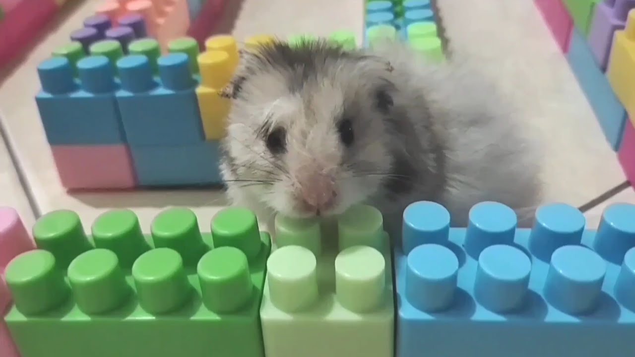 Time to have fun with my little hamsters 🐹#hamsters #pets #cute #animals #funny #funnyhamster