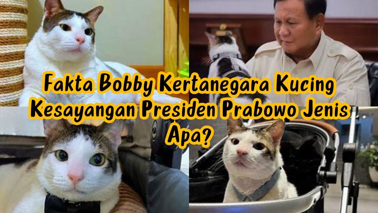 Fakta Bobby Kertanegara Kucing Jenis Apa? | Kucing Kesayangan Presiden Prabowo