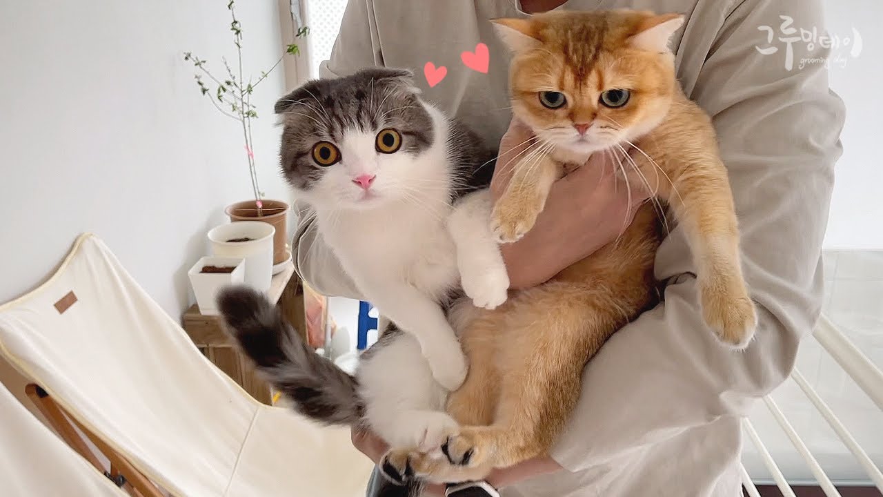 집사 걱정에 앙앙 우는 개냥이