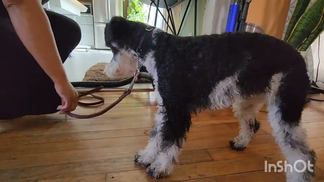 Oreo: Bath Time & Blowdry Desensitization 
