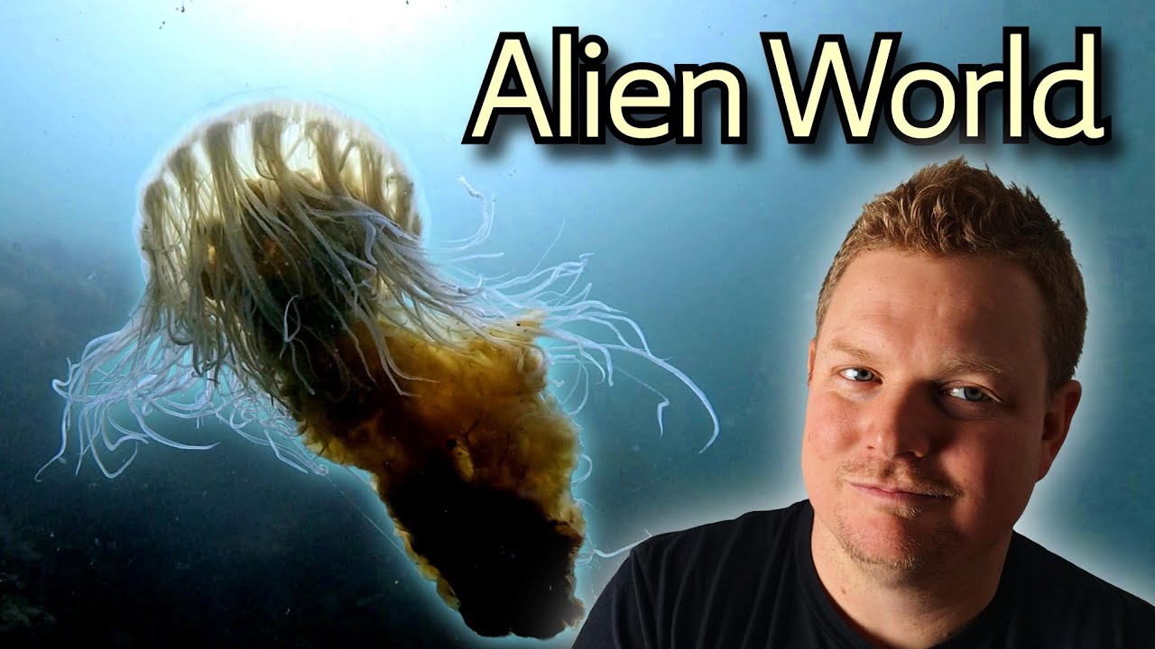 A Hidden World Beneath the Saanich Inlet | Scuba Diving the Pacific Northwest