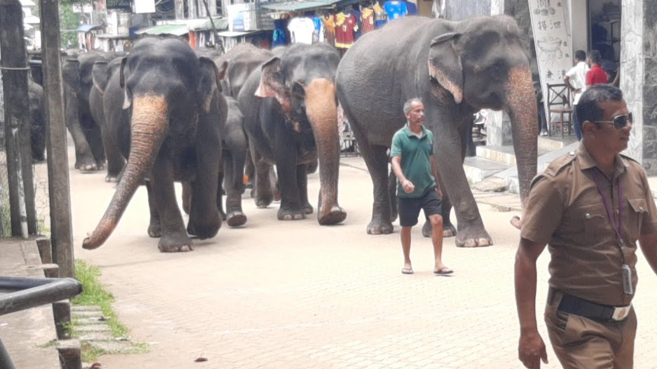 🔴Unbelievable moment wildlife elephant Sri Lanka in Asian animal rescue | Wild Elephant 20 Sept 2025