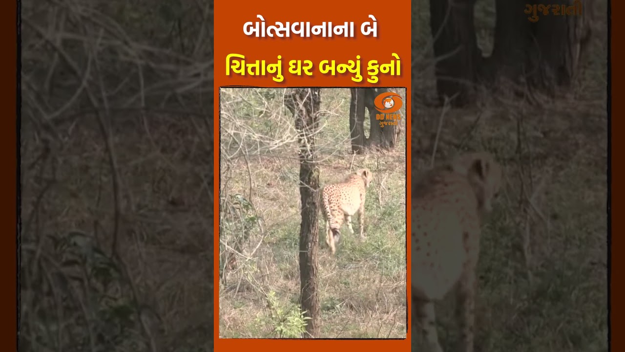Botswana ના Leopard નું ઘર બન્યું Kuno National Park