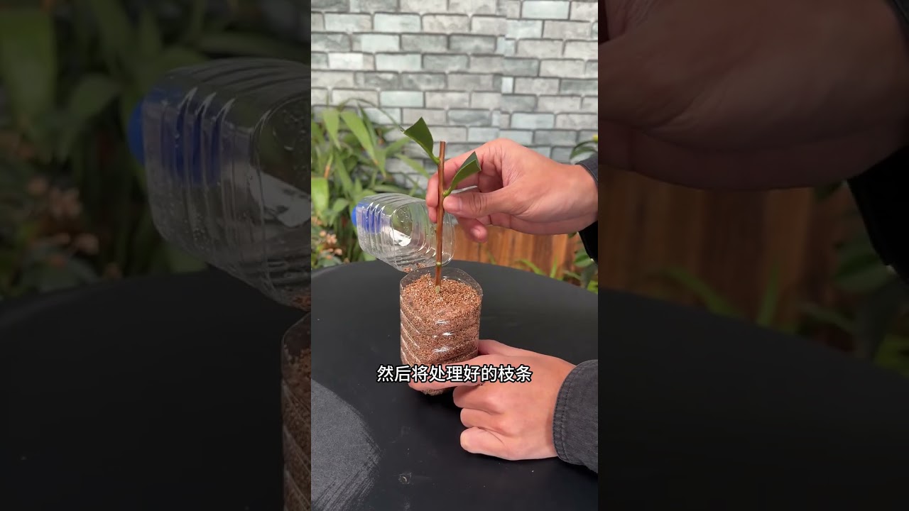 This method can be used for taking cuttings of camellias in winter and they will take