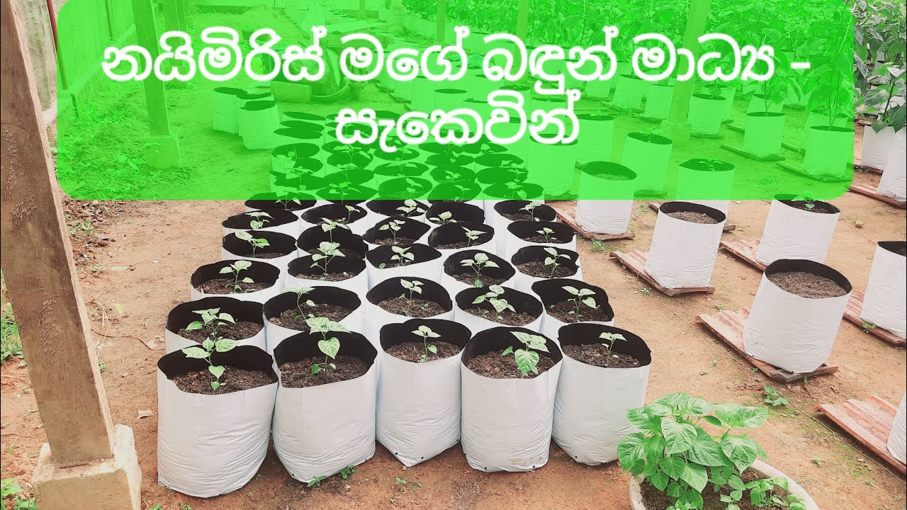 නයි මිරිස්-මගේ බඳුන් මාධ්‍ය. ඔබටත් ගැළපේදැයි බලන්න. (සවිස්තර වීඩියෝවක්ද නාලිකාවේ ඇත.)