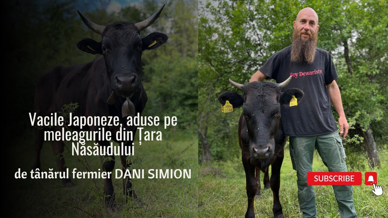 📍 Vacile Japoneze, aduse pe meleagurile din Țara Năsăudului de tânărul fermier telcian, DANI SIMION