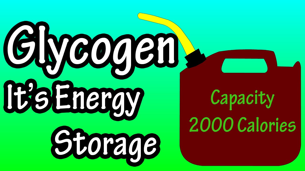 Glycogen - What Is Glycogen? - Glycogen Storage In The Body