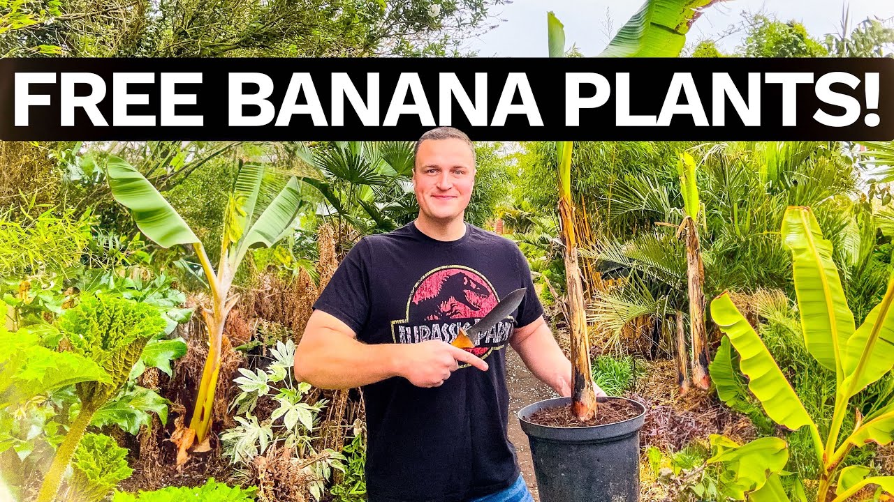 How to Divide Banana Plants - Musa Basjoo Propagation