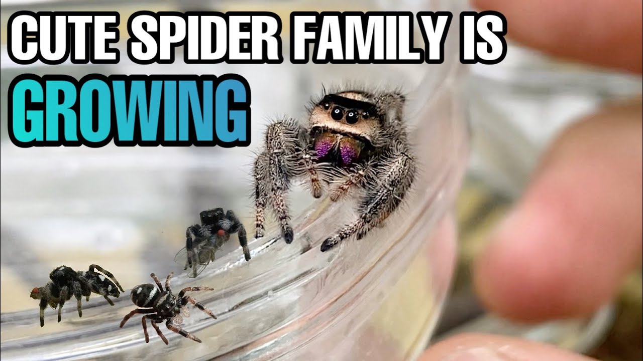 NEW JUMPING SPIDER EGG SAC! | Regal Jumping Spider Update (Feeding/Pairing)