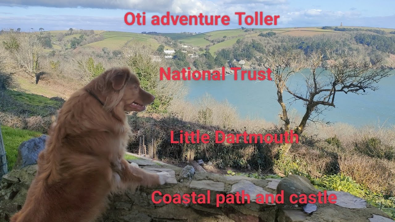 Little Dartmouth National Trust-  Dartmouth castle and back, coastal walk with Oti adventure Toller.