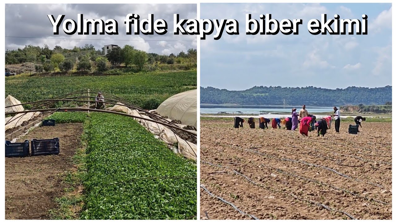 Yolma fide kapya biber ekimi