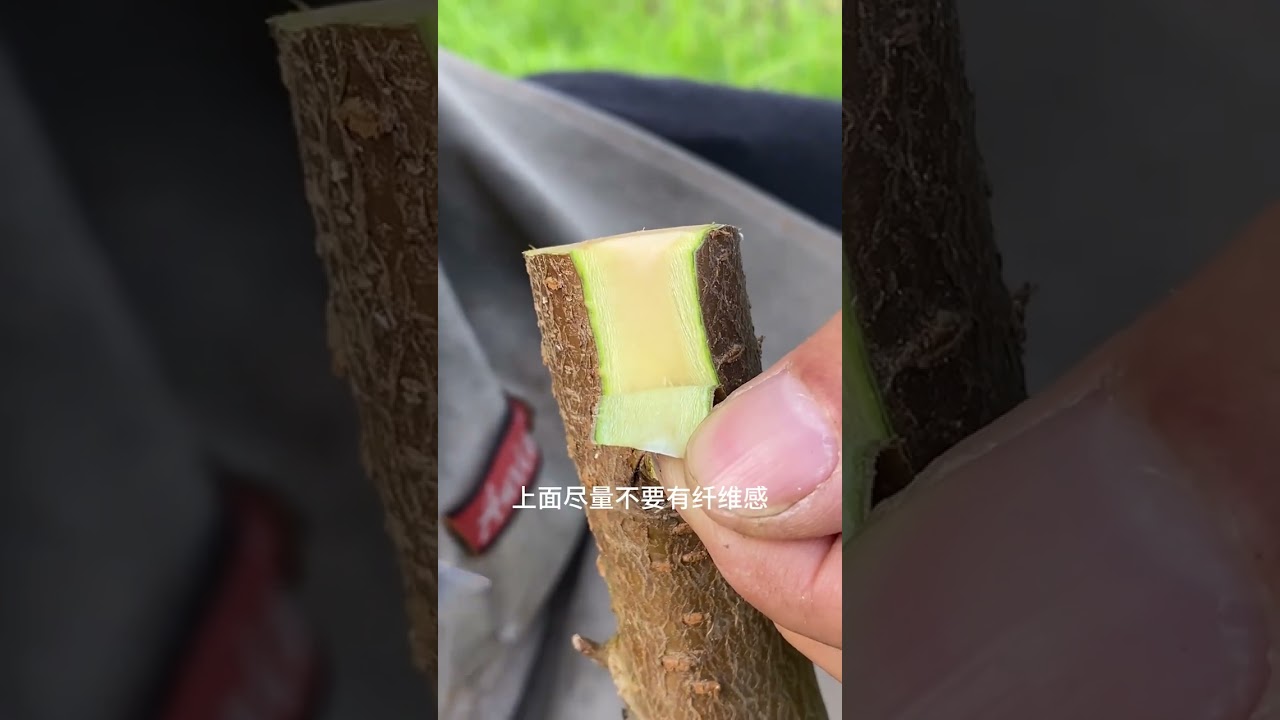 Spring Grafting Season: Master the Art of Side Splicing