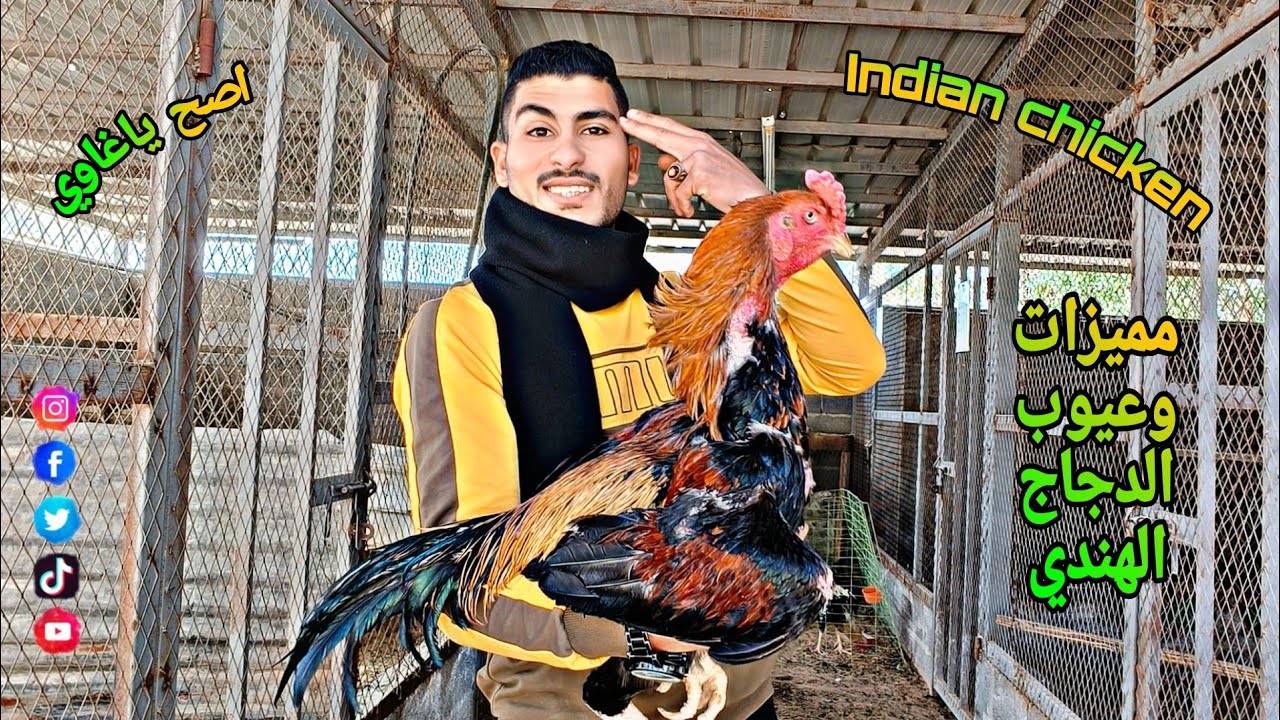 ثلاث مميزات في الديك الهندي الاصيل والفرق ما بين الديك الهندي الاصلي والغير اصلي 🐓🎉