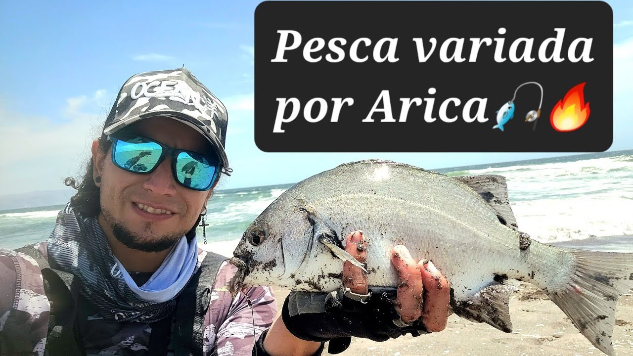 PESCA VARIADA 🎣 POR LAS COSTAS DEL NORTE DE CHILE (ARICA)🔥✌️