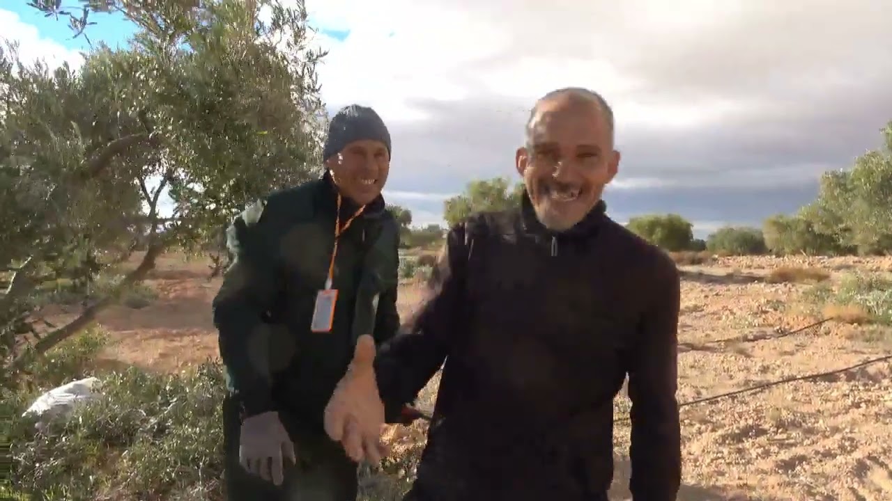 "تحفيز النمو الجديد لأشجار الزيتون بعد فشل التقليم العشوائي: حالة جرسيف