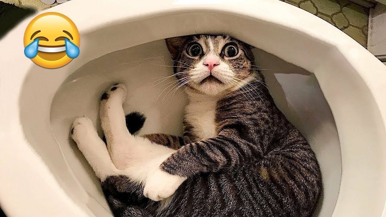 Funniest Cats and Dogs Clips 2026😼🐶Try Not To Laugh😜