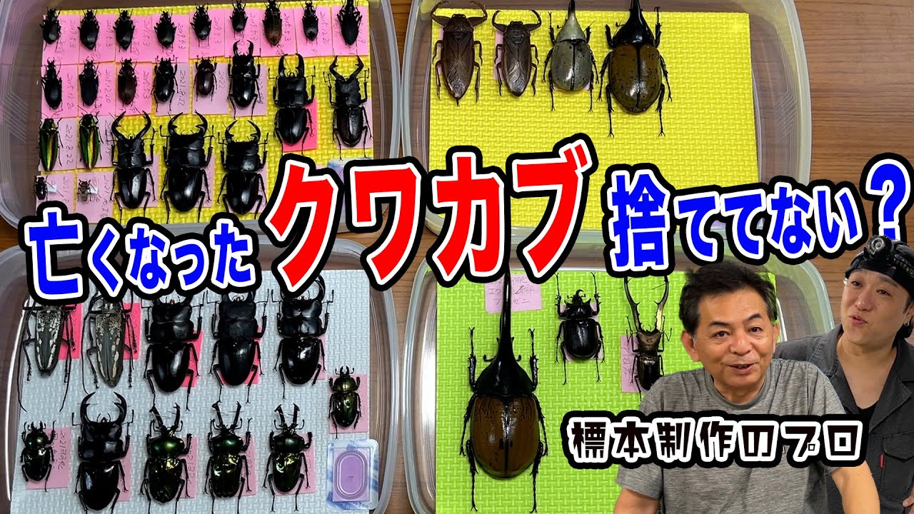 【クワカブ採集の教科書④】オオクワガタの昆虫標本の作り方(後半)