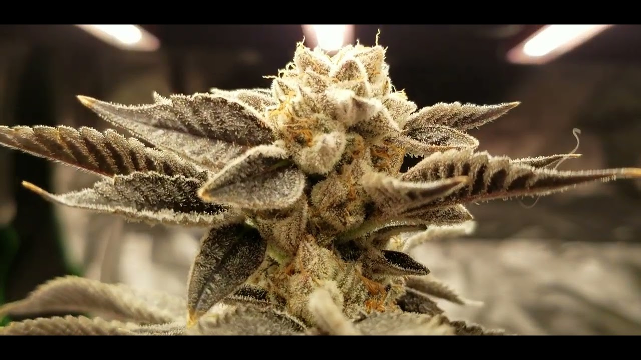forum cookies x og badass harvest day
