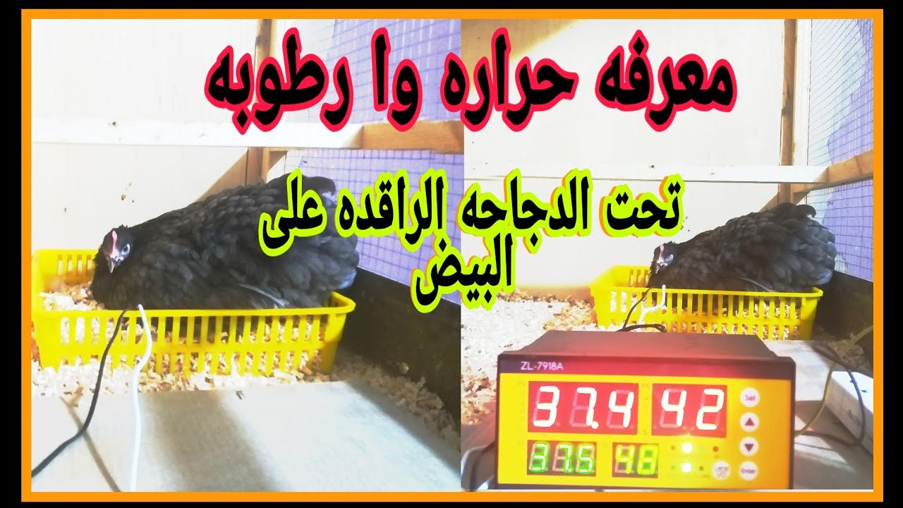 معرفه حراره وا رطوبه تحت الدجاجه الرقده على البيض
