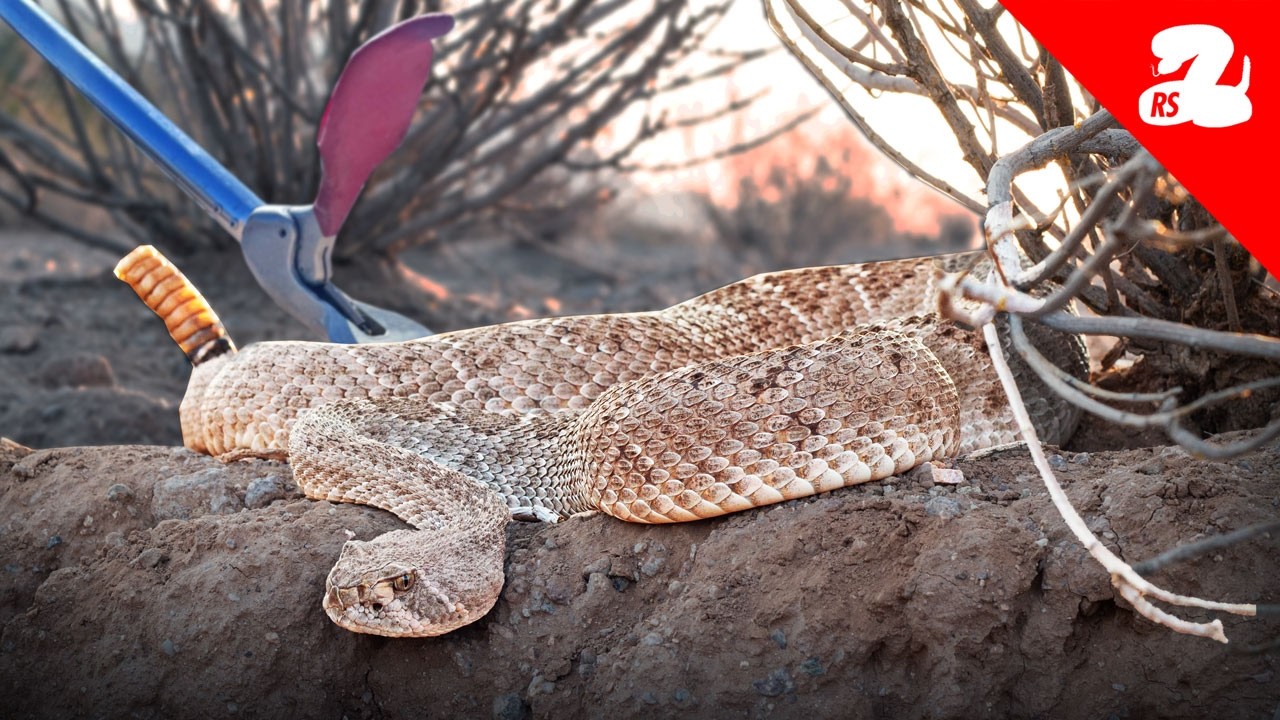 Rattlesnake Season Has Officially Started