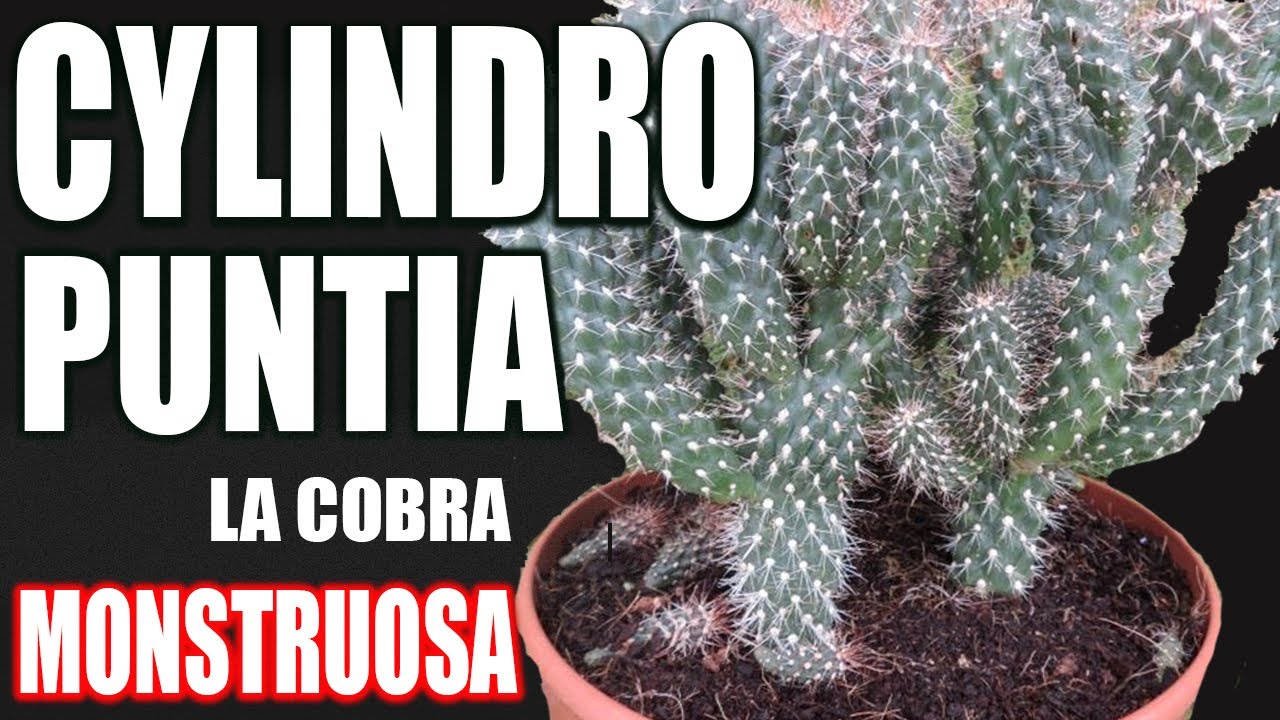 CACTUS COBRA, ESPECIE CYLINDROPUNTIA - El jardin de Monii