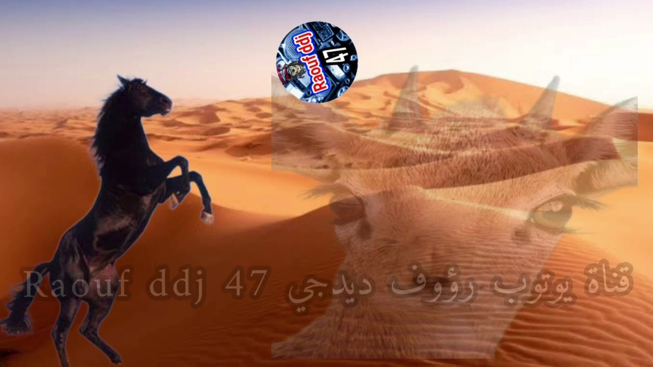 الخيول السرتية نغني على الزين والصحاري ارشيف عبد  القادر العجابي فرقة العجابي غرداية 5 #رؤوف_ديدجي