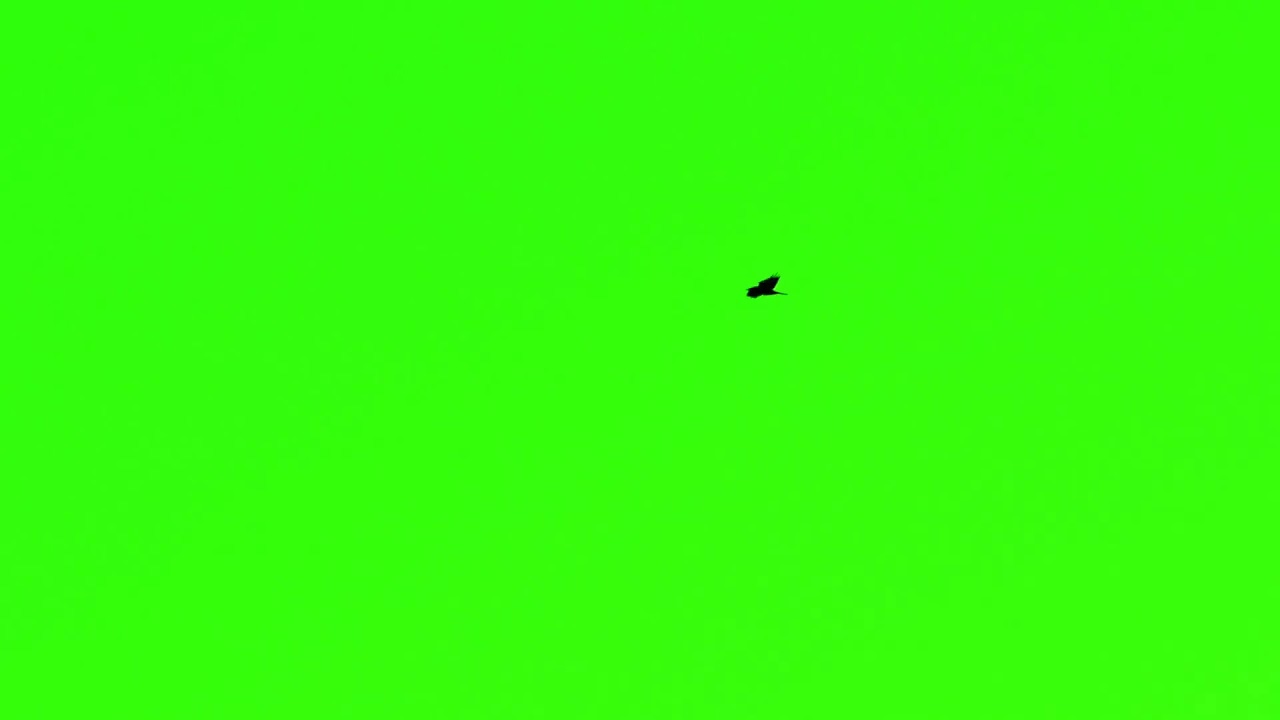 bird flying chroma key  Green Screen | Video Stocks