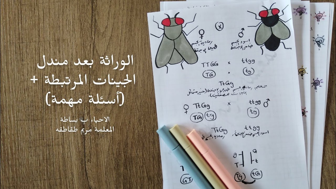 احياء توجيهي | الجينات المرتبطة | المعلمة مريم طقاطقه