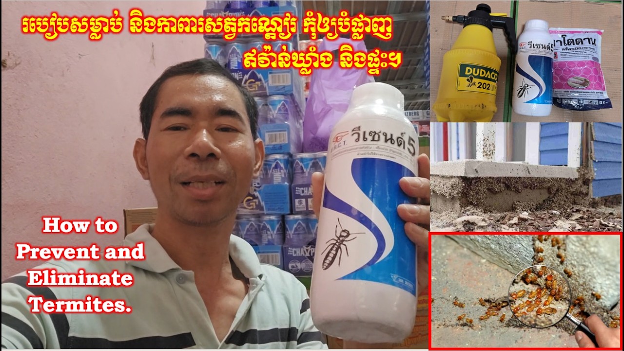 របៀបសម្លាប់ & កាពារសត្វកណ្តៀរ កុំឲ្យបំផ្លាញឥវ៉ាន់ឃ្លាំង & ផ្ទះ។ How to Prevent & Eliminate Termites.