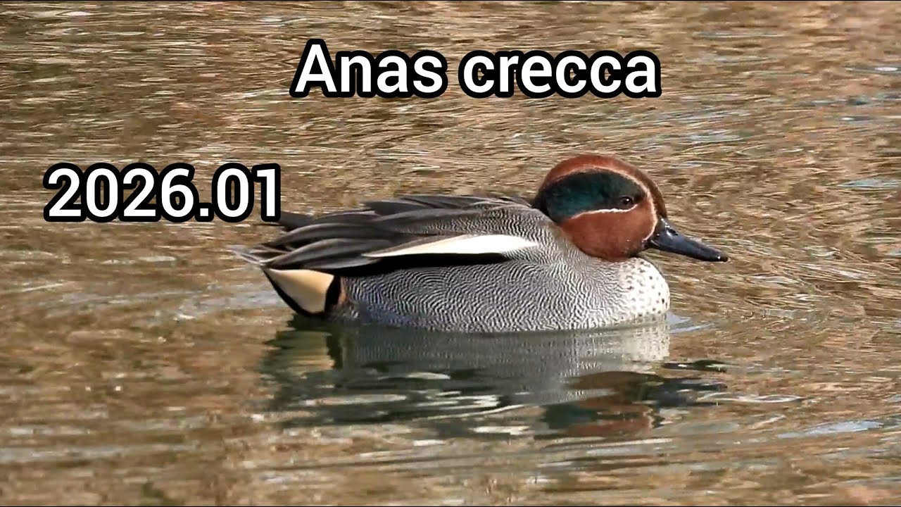コガモ鳴き声 (Anas crecca) - カモの鳴き声 / Eurasian teal sounds / 公園のカモ じゅん菜池緑地 / 2026年1月