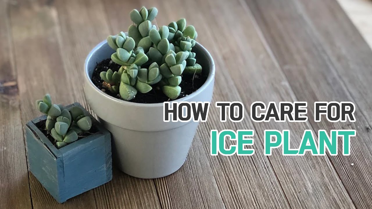 BEST TIPS | HOW TO CARE FOR ICE PLANT CORPUSCULARIA LEHMANNII