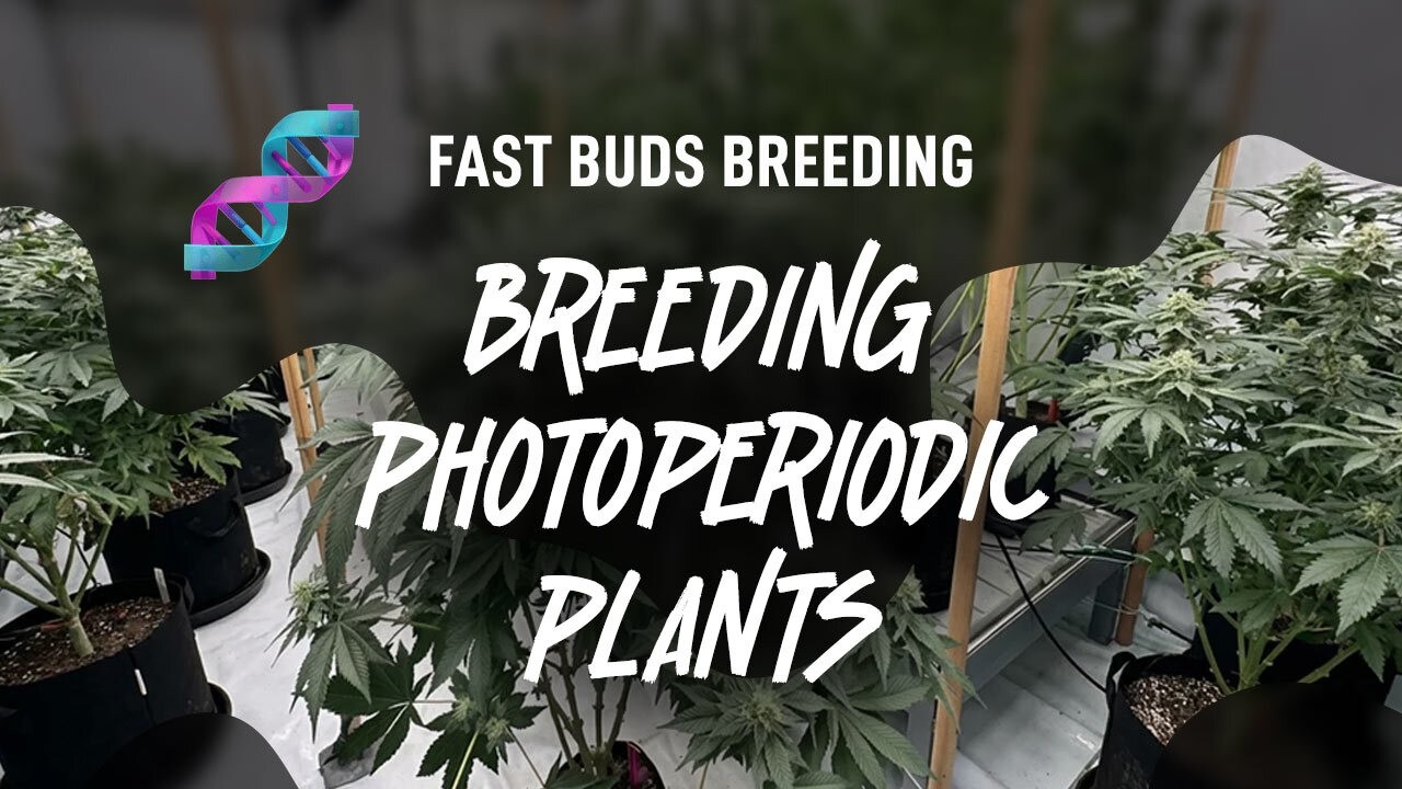 42 Fast Buds &mdash; сорт, выведенный по фотопериодической схеме 🌱 | От клона до семян 🔬