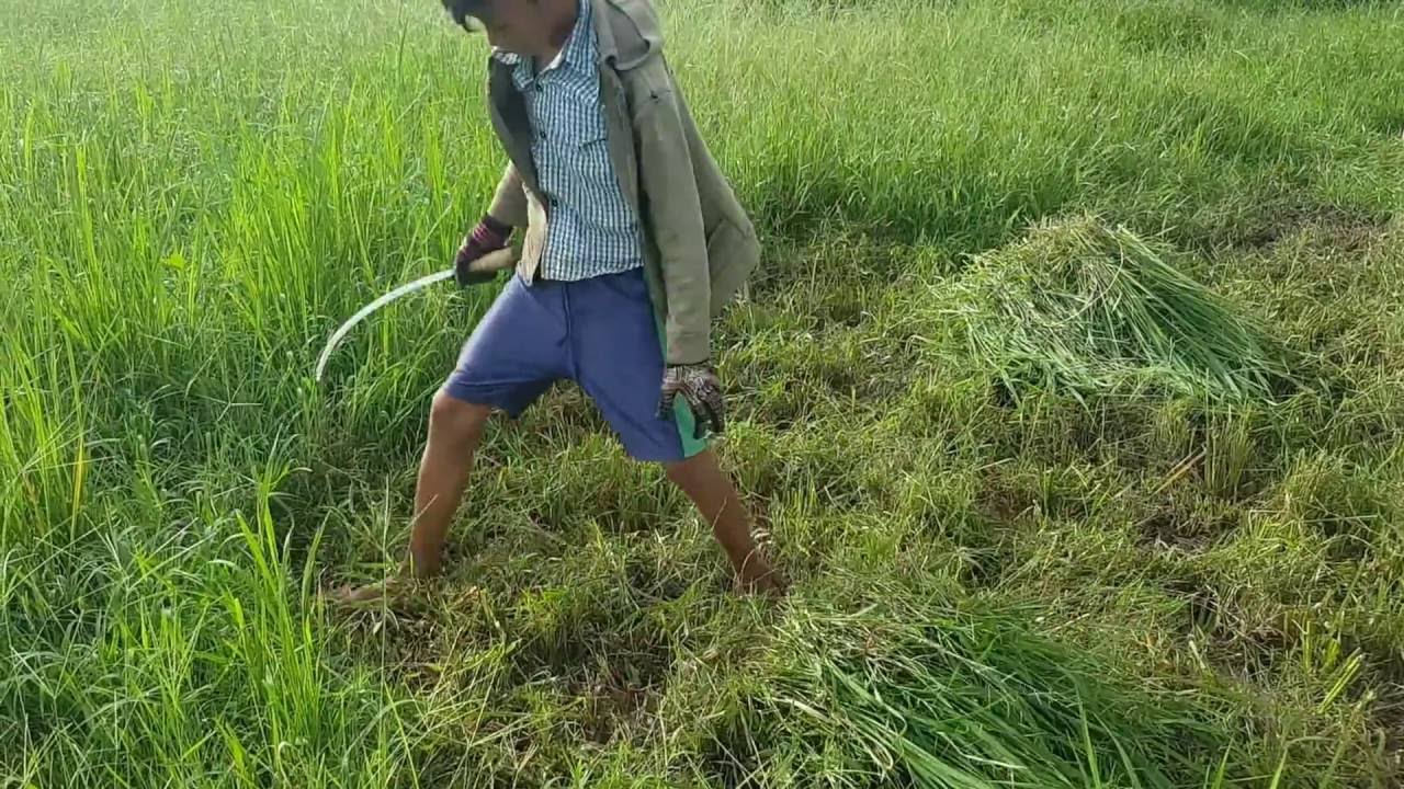 Cutting grass with Scythe, Best Fast Workers, Brush Mower, Find Grass Wrapping in cambodia