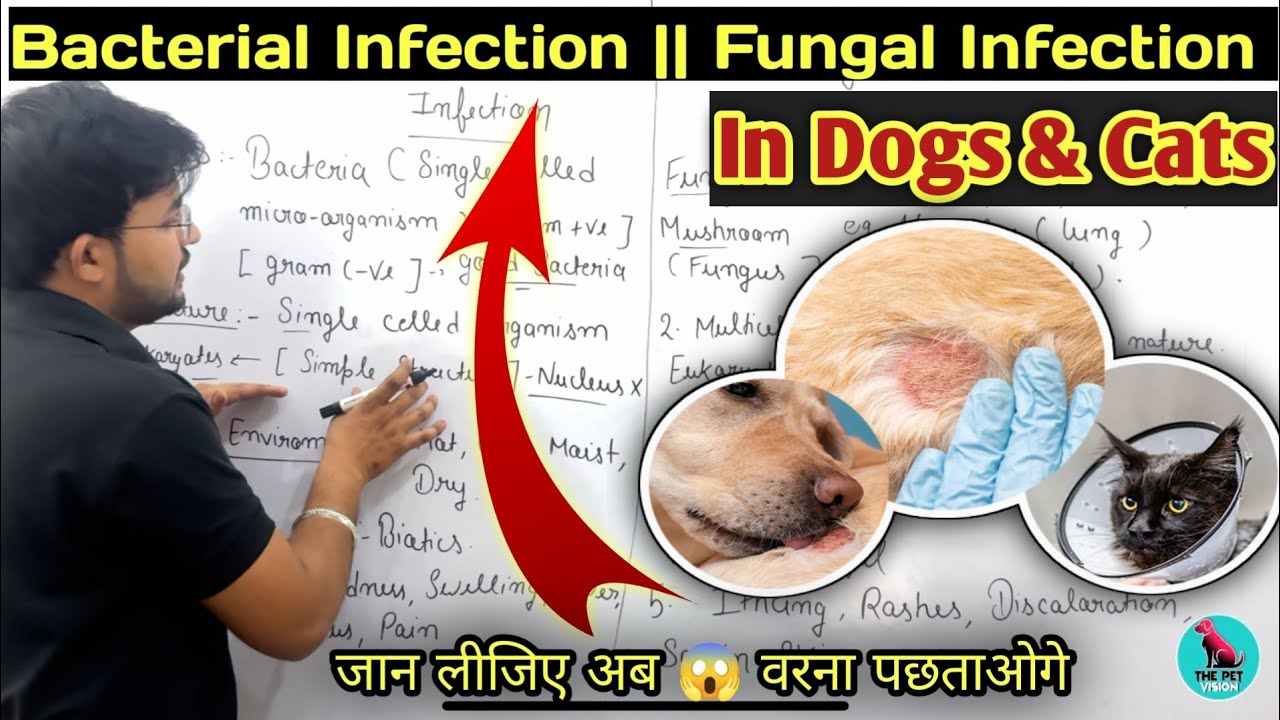 Bacterial Infection & Fungal Infection || Difference 🤔 || Dog Bacterial Infection & Fungal Infection